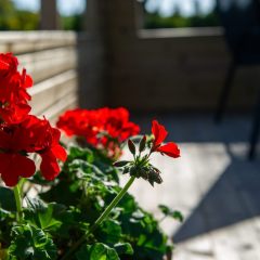 20230906-vare-4_ELJ8361_webb-1200px